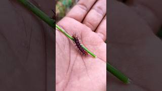 Download lagu Asianbeetlesyou'veneverseen#anyuniqueanimals#beetle#insects#beautifulinsects#nature#wildlife# mp3