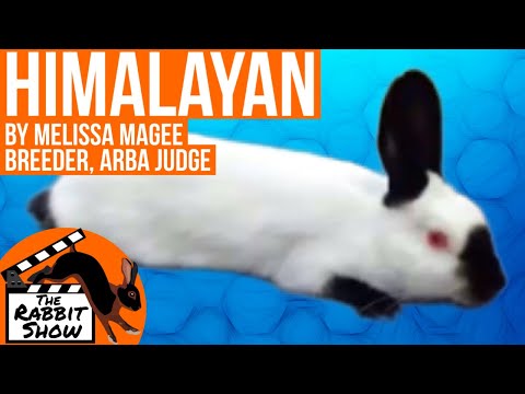 , title : 'Himalayan Rabbit Breed by Melissa Magee, ARBA Judge and Breeder'