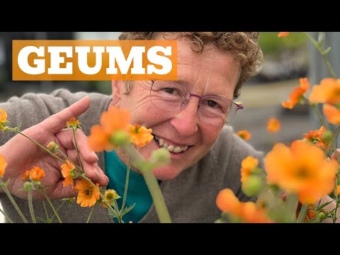 Geums Galore: The Different Varieties of This Must-Have Perennial!