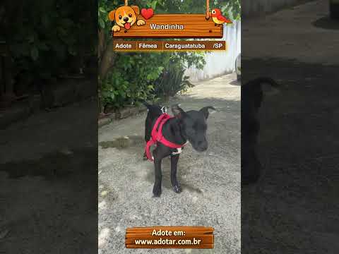 Vídeo de Wandinha 