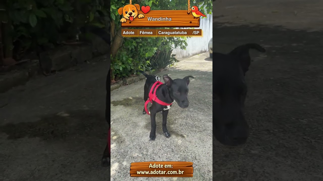 Cachorro raça SRD-ViraLata idade 2 a 6 meses nome Wandinha 