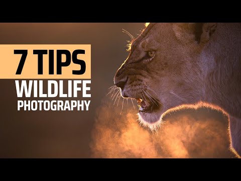 7 Simple Tips for Better Wildlife Photography