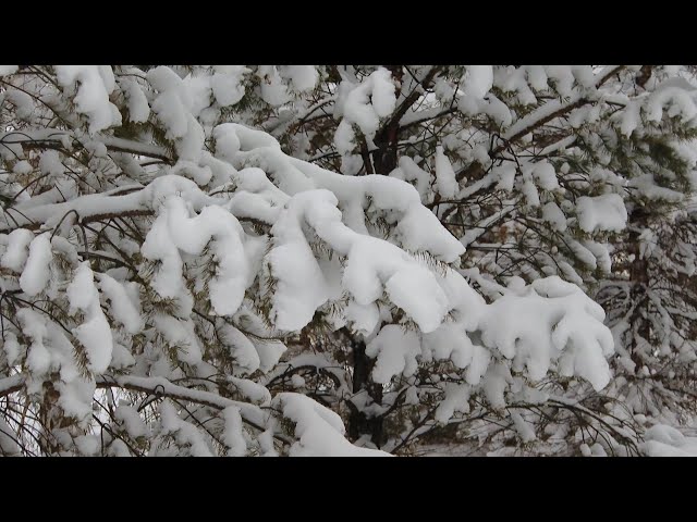 Настоящая сибирская зима