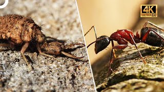 KARINCA ASLANI VS KARINCA | 4K HAYVAN BELGESELİ