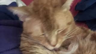 Arthur Shea - Harvey (Alex G)