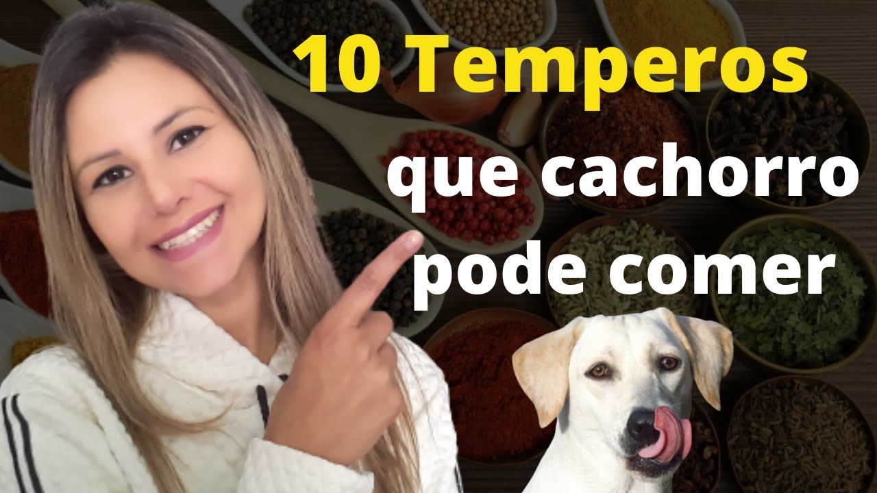 10 TEMPEROS que podem ser usados na alimentação natural dos cães.