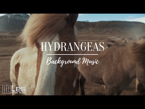 Hydrangeas / Solo Piano Meditative Peaceful Background Music (Creative Commons)