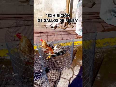 “EN CHIMBO DE LA PROVINCIA DE BOLIVAR, EXHIBEN LOS GALLOS DE PELEA🇪🇨 #Shorts #Gallos #chimbồcâu