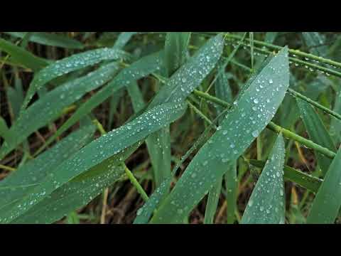 Nagu loodusel on ka autodel oma nanokaitse