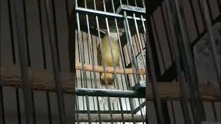 Download lagu Burung Cucak Jenggot Sumatera Mewah || Satu nafas 3 Lagu mp3