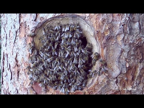 ZEIDLEREI – Bienen im Herzen der Bäume – Natürliche Imkerei im Wald