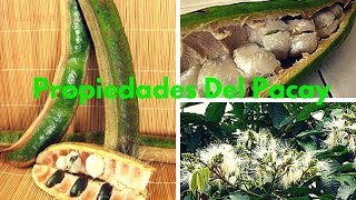 GUABA O PACAY: Propiedades y Beneficios para la Salud