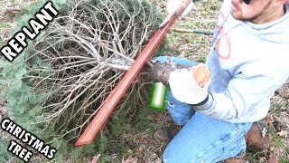 How To Replant Cut Christmas Tree