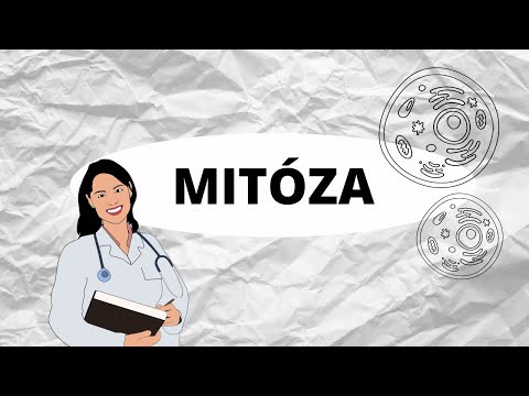 MITÓZA - Dělení buněk