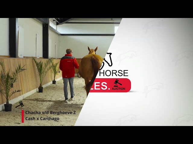 Chacha v/d Berghoeve Z