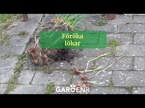 Föröka lökar - Trädgårdshacks med GardenR