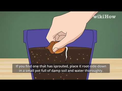 How to Grow an Oak Tree from an Acorn