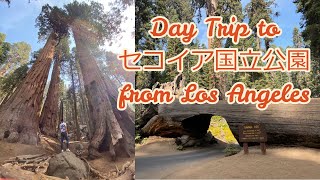 【日帰り旅行】LAから4時間半、セコイア国立公園！Day Trip To Sequoia National Park!