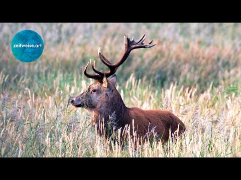 Rotwild Brunft auf dem Darß