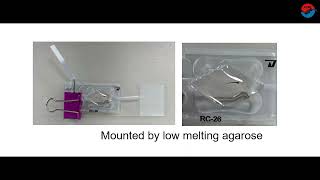 Local Field Potentials Recording