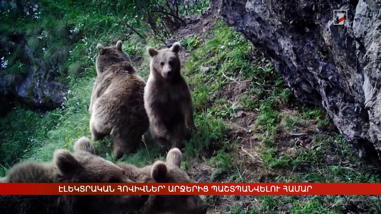 Էլեկտրական հովիվներ՝ արջերից պաշտպանվելու համար