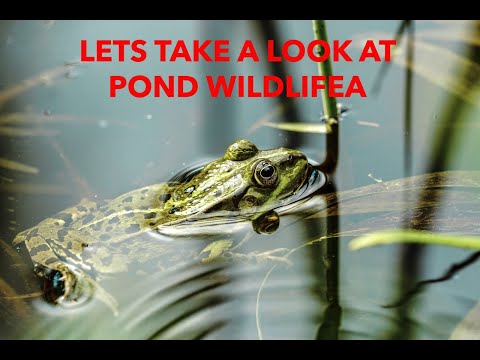 Discover Pond Wildlife  Fun Facts for Kids