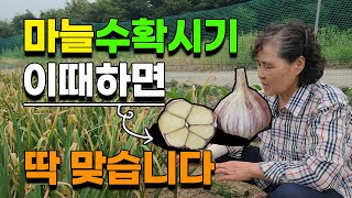 마늘 수확 최적기 이때 해주면 딱맞습니다 마늘 농사 마늘재배 대서마늘