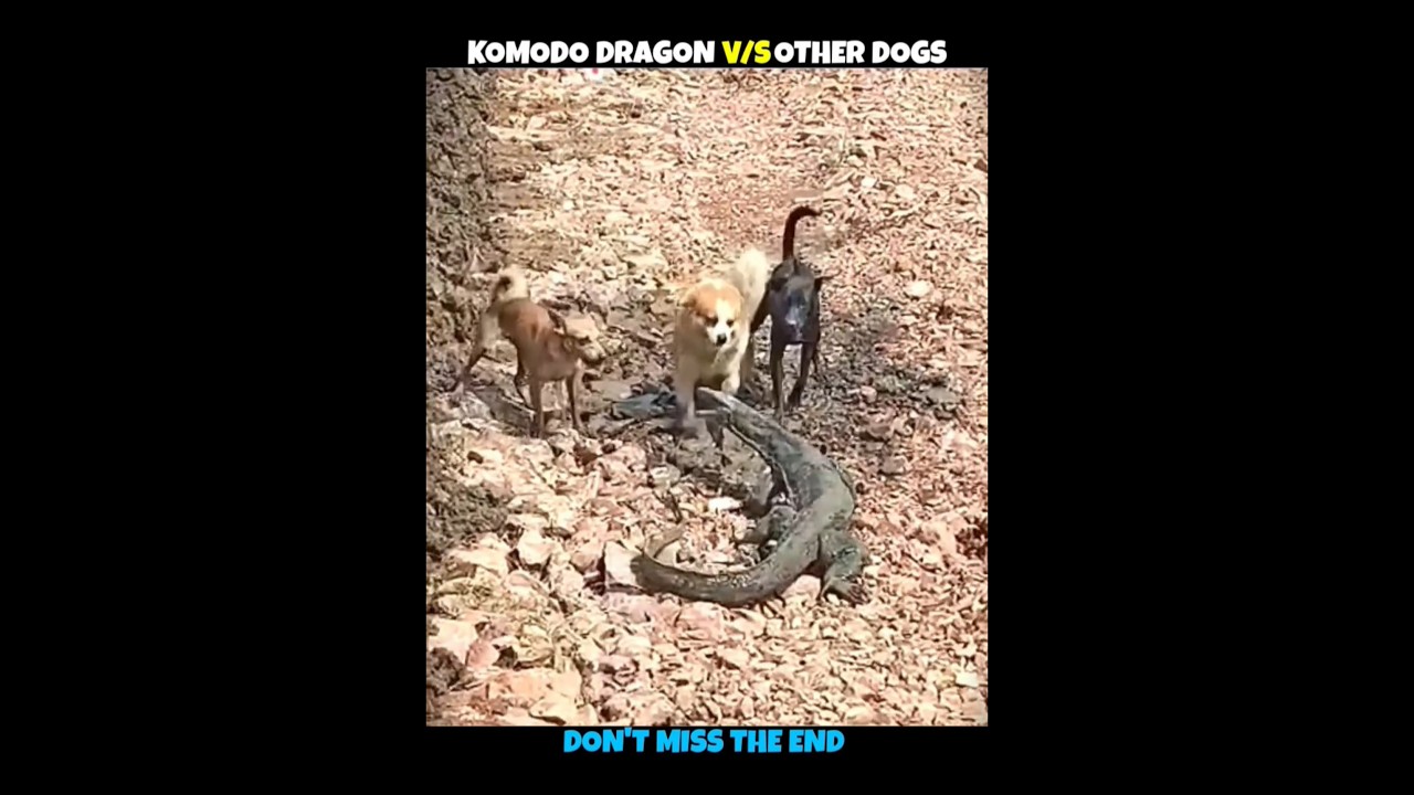 Dogs V/S Komodo Dragon #viralshorts #viralytshorts #shorts #animalshorts #ytshorts #wildlife #animal