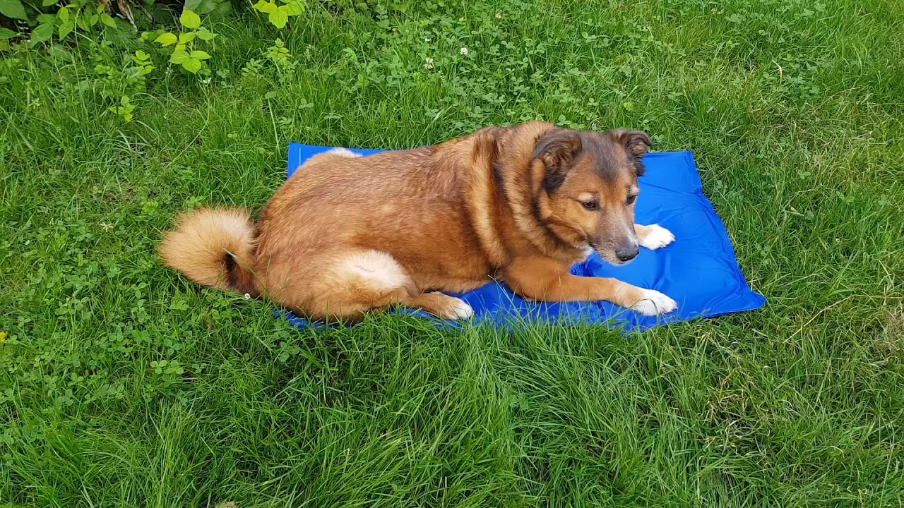 PET SUPPLIES Cooling Mat - mata chłodząca dla psa, rozmiar 90 x 50 cm