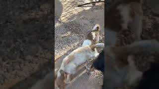 Video preview image #1 Mutt Puppy For Sale in Grafton, WI, USA