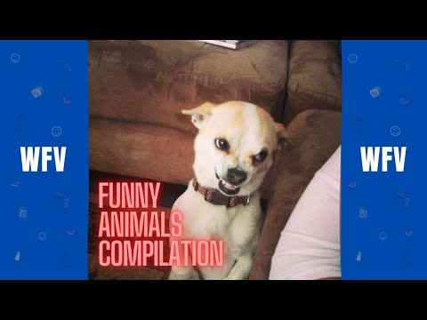 Funny Animals 🐕🐈 Compilation | August 2022 | WFV