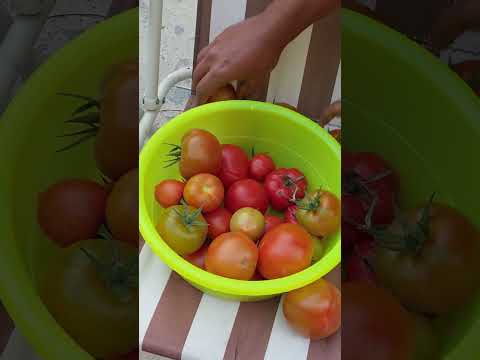 Tomato harvesting. Al Ramla sharjah villa.