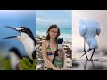 Finding Wildlife in Mexico: Sooty terns, Howler Monkeys & Pelicans! 🇲🇽 Cancun, Rio Lagartos, Tulum