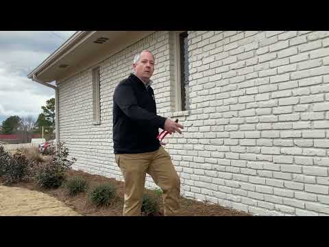 Ask Paul, pruning hedges like Dwarf Yaupon holly