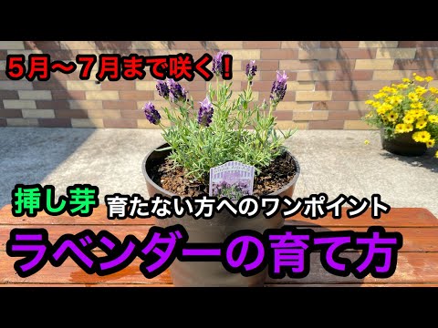 ラベンダーのメンテナンス: 芳香植物の世話をするために採用すべき重要な行動  庭園