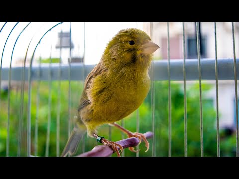 First Canary singing after molting - Canary 's training song