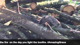 #AmazingGrace Hedgehog Challenge   Fact 103