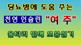 [텃밭농부. 1,035]  당뇨병에 좋은 천연 인슐린 "여주" 모종 심기 #여주재배