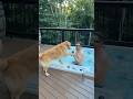When You Teach Your Dog To Fetch A Drink
