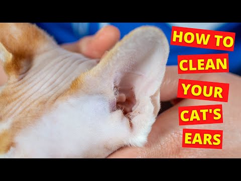 How To Clean Your Cat's Ears (Learn From a Vet)