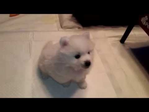 Risha x Leo puppy born 3/3/15 - 4 1/2 weeks old