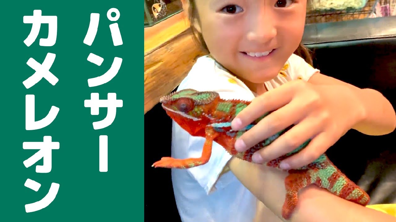 パンサーカメレオンに初対面！あのアニメに出てきそう♪【未公開シーン】