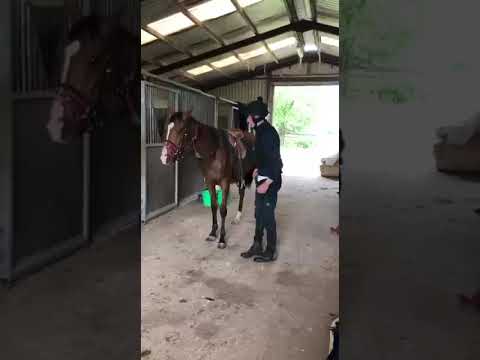 Riding horse - Image 2