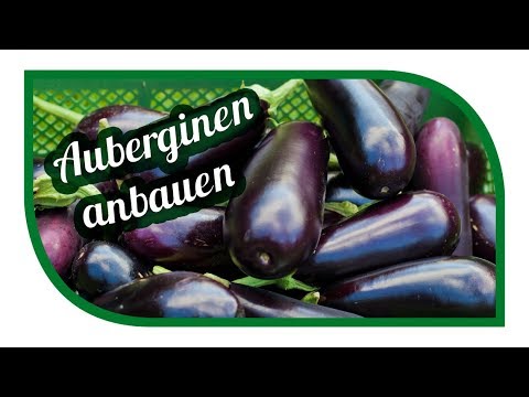 , title : 'Auberginen erfolgreich anbauen 🍆 Melanzani im Gewächshaus oder besser im Freiland pflanzen?'