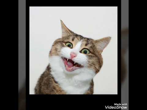Cats cute expressions