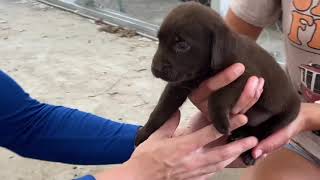 Video preview image #1 Labrador Retriever Puppy For Sale in OCALA, FL, USA