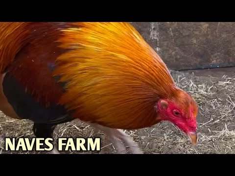 Rounhead Albany Kelso - NAVES FARM - Best Farm