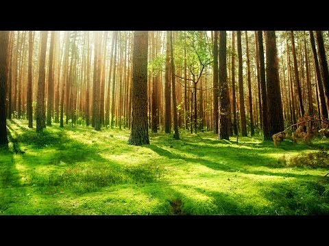 MikroMatique - Save Our Nature | Most Beautiful Relaxing Magical Music