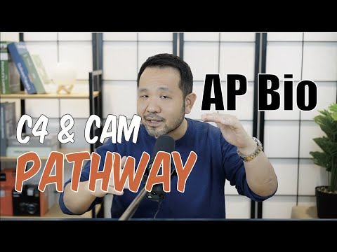 Was ist C4 und CAM? Sehen Sie sich dieses Video an, um herauszufinden, warum RUBISCO Mist ist!