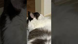だいぶ太ってきた猫【ノル猫ミロシー】 #shorts